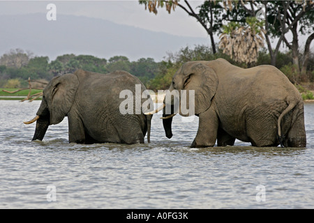 Selous Tanzanie 2 au Patrimoine Mondial de l'éléphant mâle deux traverser le lac Banque D'Images