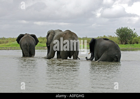 Selous Tanzanie Site du patrimoine mondial trois Bull elephant crossing Lake Banque D'Images