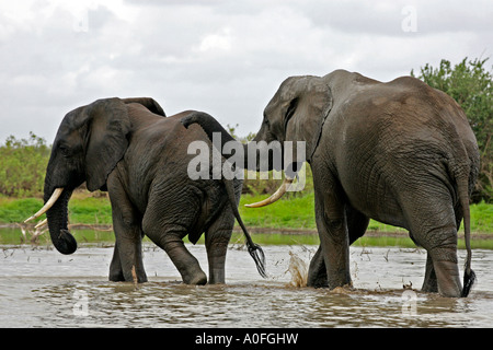 Selous Tanzanie Site du patrimoine mondial de l'éléphant mâle deux traverser le lac Banque D'Images