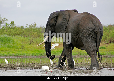 Bull elephant crossing lake, Selous, Site du patrimoine mondial, Tanzanie Banque D'Images