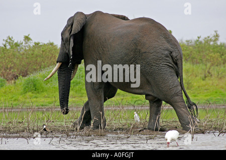 Bull elephant crossing lake, Selous, Site du patrimoine mondial, Tanzanie Banque D'Images