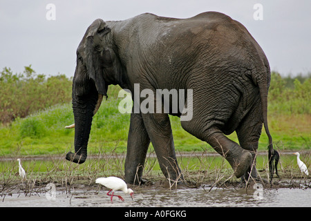 Bull elephant crossing lake, Selous, Site du patrimoine mondial, Tanzanie Banque D'Images