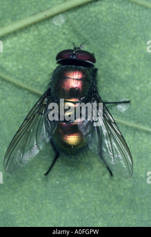 Mouche du bleuet de moutons, moutons, greenbottle calliphoridés Lucilia caesar), (imago sur feuille verte Banque D'Images