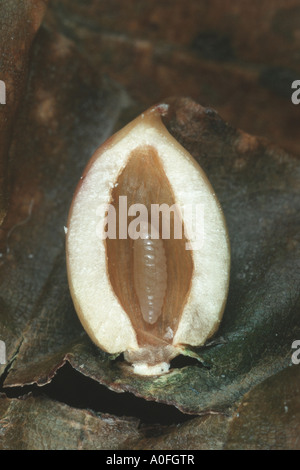 Cécidomyie des feuilles de hêtre, chêne-pochette Mikiola fagi (cécidomyie), ouvert avec gall larve Banque D'Images
