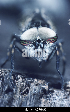 Cleg-fly, cleg (Haematopota pluvialis), yeux composés Banque D'Images