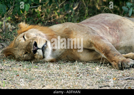 Selous Tanzanie Site du patrimoine mondial de l'adulte couchage lion Banque D'Images