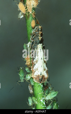 Hoverflies, placez les mouches, syrphes, mouches fleurs (Syrphidae), l'alimentation larvaire greenflies Banque D'Images