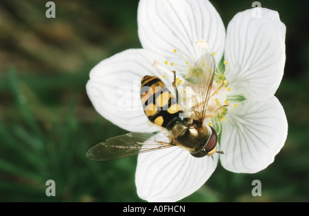 Hoverfly, planer, voler, voler syrphe fleur (Eupedotes corolle), assis sur une fleur blanche Banque D'Images