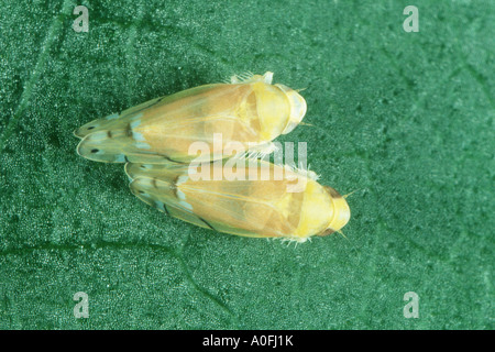Cigale (Eurhadina pulchella), deux personnes Banque D'Images