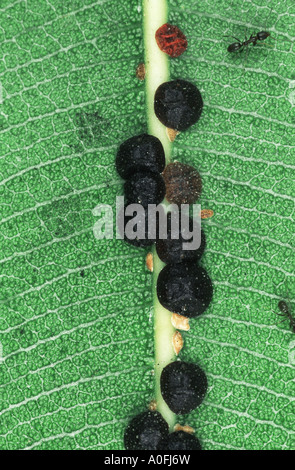 Les cochenilles et les cochenilles (Coccoidea), sur la face inférieure d'une feuille Banque D'Images
