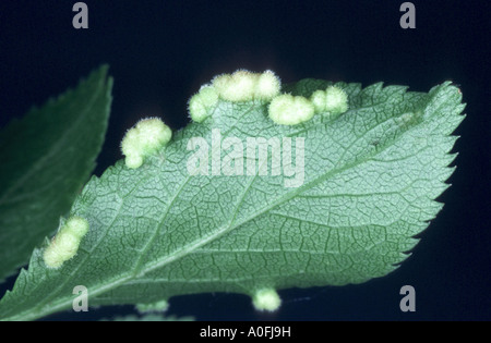 Gall acariens, eriophyiid Eriophyiidae (acariens), des galles sur une feuille Banque D'Images