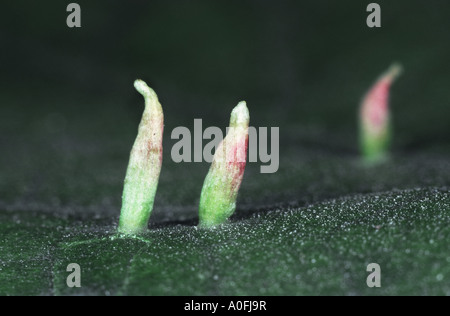 Gall acariens, eriophyiid Eriophyiidae (acariens), des galles sur les feuilles de lime. Banque D'Images