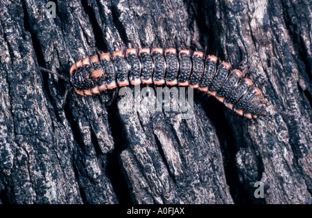 Millepede, mille-unijambiste, myriapodian (Myriopodes), sur bois, Kenya Banque D'Images