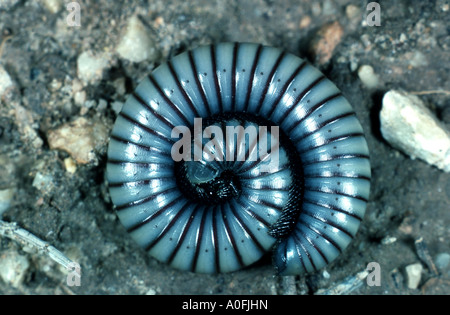 Millepede, mille-unijambiste, myriapodian (Myriopodes), roulé, Espagne Banque D'Images