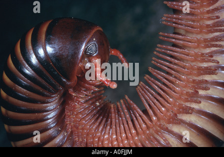 Millepede, mille-unijambiste, myriapodian (Myriopodes), portrait, Cameroun Banque D'Images