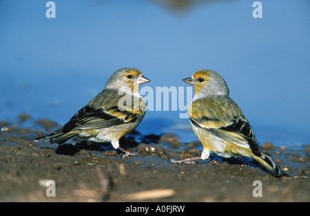 Venturon montagnard (Serinus citrinella), deux mâles, Espagne Banque D'Images
