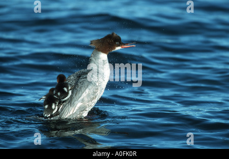 Harle bièvre (Mergus merganser), femme avec deux poussins sur dos, Finlande Banque D'Images