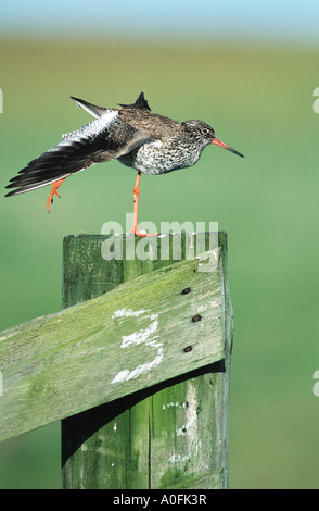 Chevalier gambette (Tringa totanus), debout sur une jambe, Pays-Bas Banque D'Images