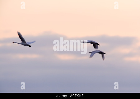 Cygne chanteur Cygnus cygnus en vol tôt le matin, la lumière avec la formation de nuages de glace Welney Norfolk Banque D'Images