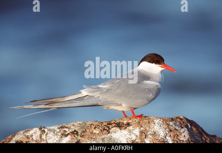 Sterne arctique (Sterna paradisaea), assis, Finlande Banque D'Images