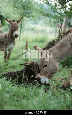 L'âne domestique (Equus asinus asinus. f), mare avec poulain nouveau-né, l'Allemagne, Basse-Bavière Banque D'Images