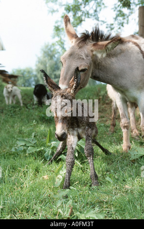 L'âne domestique (Equus asinus asinus. f), mare avec poulain nouveau-né, l'Allemagne, Basse-Bavière Banque D'Images