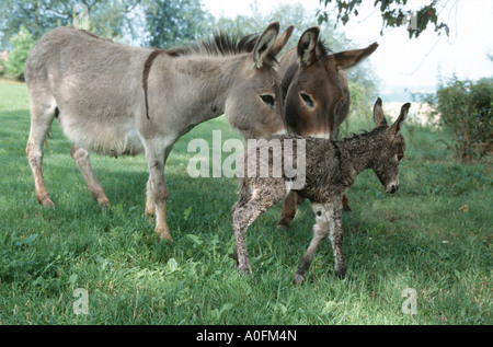 L'âne domestique (Equus asinus asinus. f), mare et étalon poulain nouveau-né, l'Allemagne, Basse-Bavière Banque D'Images
