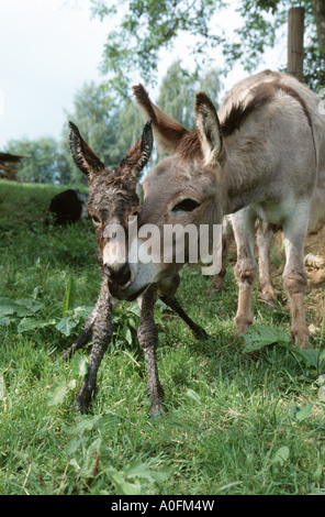 L'âne domestique (Equus asinus asinus. f), mare avec poulain nouveau-né, l'Allemagne, Basse-Bavière Banque D'Images