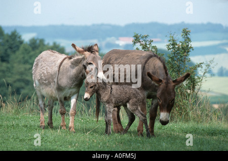 L'âne domestique (Equus asinus asinus. f), mare et étalon poulain nouveau-né, l'Allemagne, Basse-Bavière Banque D'Images