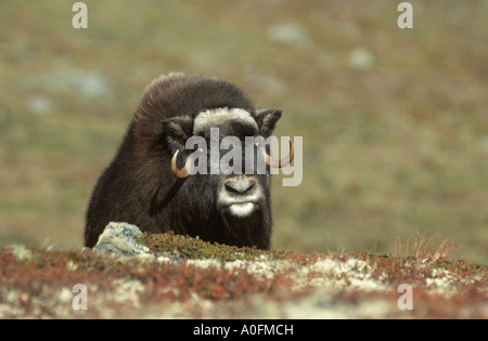 Le boeuf musqué (Ovibos moschatus), debout dans la toundra, la Norvège, Dovre Fjell NP Banque D'Images