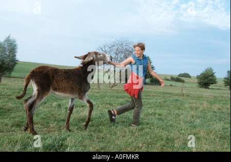 Le Baudet du Poitou (Equus asinus asinus), poulain avec fille courir plus de prairie, France, Alsace Banque D'Images