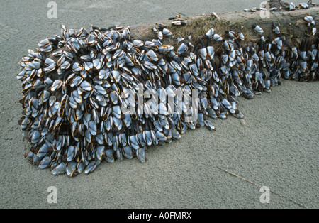 Les moules (Mytiloidea), sur une plage de sable, le Canada, la Colombie-Britannique, île de Vancouver Banque D'Images