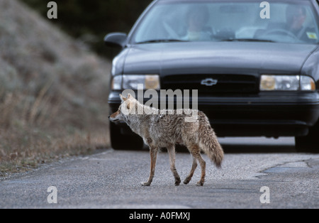 Le coyote (Canis latrans), dans la rue devant une voiture, USA, Wyoming, Yellowstone NP Banque D'Images
