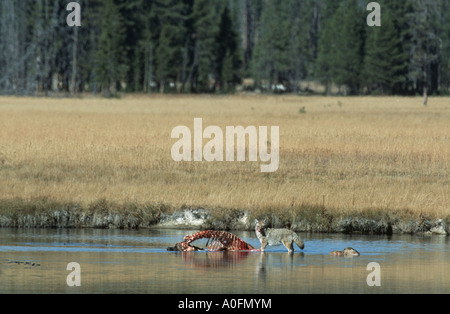 Le coyote (Canis latrans), à un cadavre dans une rivière, USA, Wyoming, Yellowstone NP Banque D'Images