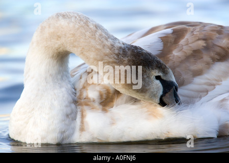 Cygne tuberculé Cygnus olor jeune oiseau au lissage welney Norfolk Banque D'Images