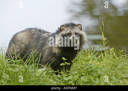 Le chien viverrin (Nyctereutes procyonoides), debout sur un pré Banque D'Images
