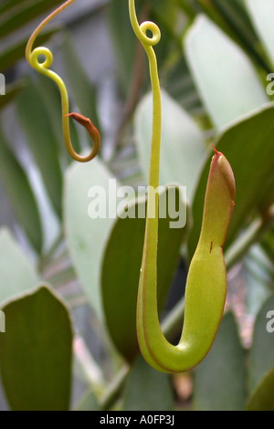 La sarracénie pourpre (Nepenthes gracilis), le développement d'une cruche, série photo 2/4 Banque D'Images