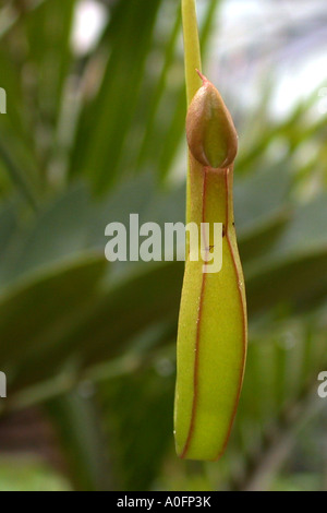 La sarracénie pourpre (Nepenthes gracilis), le développement d'un lanceur, cap toujours fermée, série photo 3/4 Banque D'Images