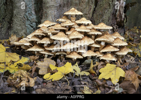 Shaggy (scalycap Pholiota squarrosa), à un tronc, Allemagne Banque D'Images