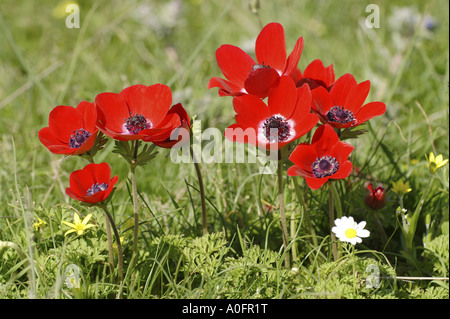 Anémone Anémone coronaria pavot (floraison), prairie de la montagnes Latmos, Turquie, à l'ouest de l'Anatolie, Aegaeis Banque D'Images