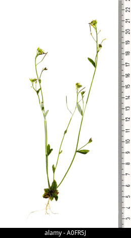 Mouse-ear cress, l'arabette de thalius, Mur-cress (Arabidopsis thaliana), l'une des plus importantes usine de génétique et de biologie moléculaire biol Banque D'Images