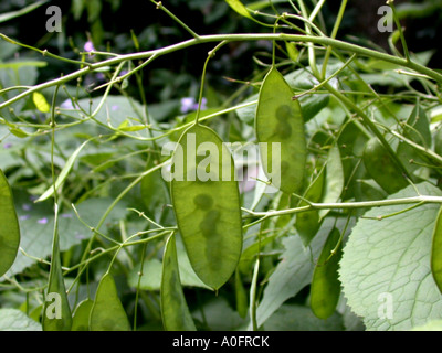 Lunaria rediviva pérennes (honnêteté), les fruits Banque D'Images