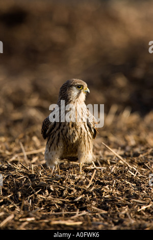 Crécerelle (Falco tinnunculus) Jeunes femmes perchées sur muck heap ashwell chasse hertfordshire Banque D'Images