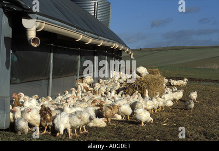 Poules à Sheepdrove Organic Farm Comté Angleterre Banque D'Images
