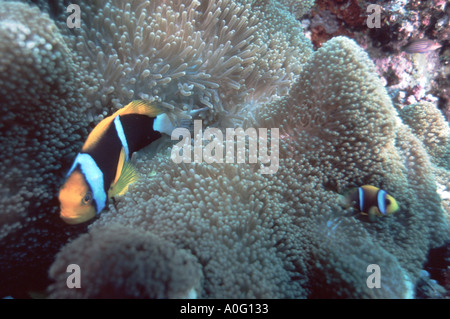 Deux nageoires orange poisson clown Amphiprion chrysopterus sur Great Barrier Reef Coral Sea Trek Reef Australie Banque D'Images