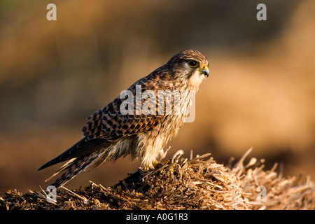 Kestrel Falco tinnunculus Jeunes femmes perchées sur muck heap avec nice désamorcer contexte ashwell hertfordshire Banque D'Images