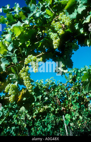 Close up of Green grapes on vine,vignobles dans la vallée de la Moselle, France Banque D'Images