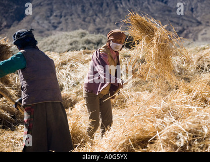 La vie rurale au moment de la récolte au Tibet près de la ville de Gyantse dans la région autonome du Tibet en Chine Banque D'Images