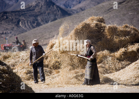 La vie rurale au moment de la récolte au Tibet près de la ville de Gyantse dans la région autonome du Tibet en Chine Banque D'Images