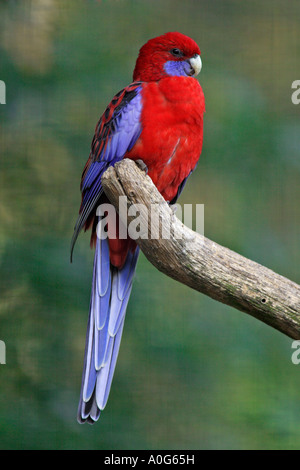 Crimson Rosella Platycercus elegans, on branch Banque D'Images